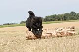 CHOW CHOW 047